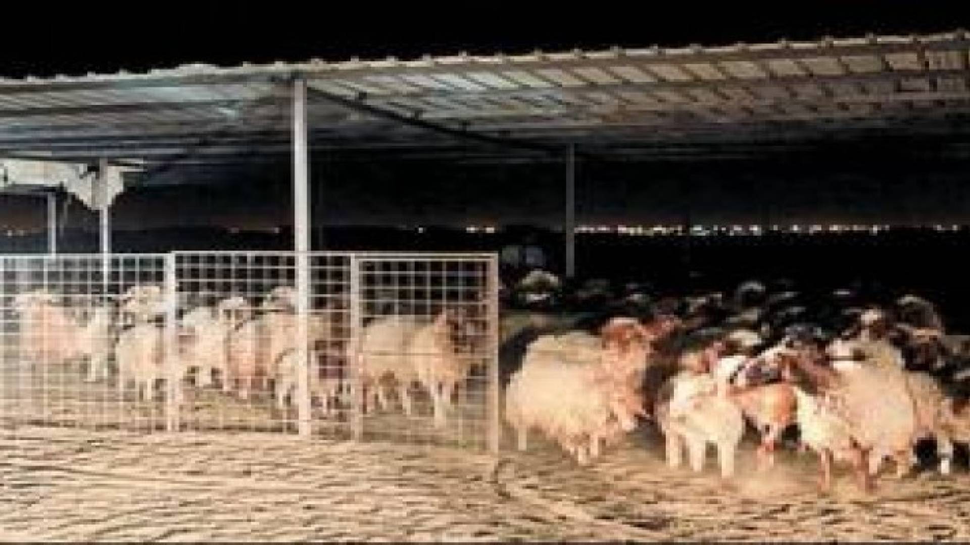 "الزراعة" شحنة الاغنام التي أعادتها قطر ليست أردنية