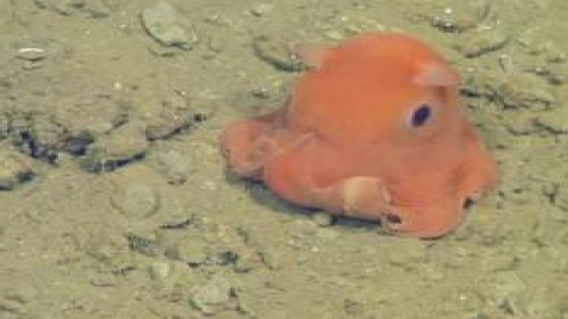 اكتشاف أخطبوط “ظريف” ذو عيون كبيرة في قاع البحر