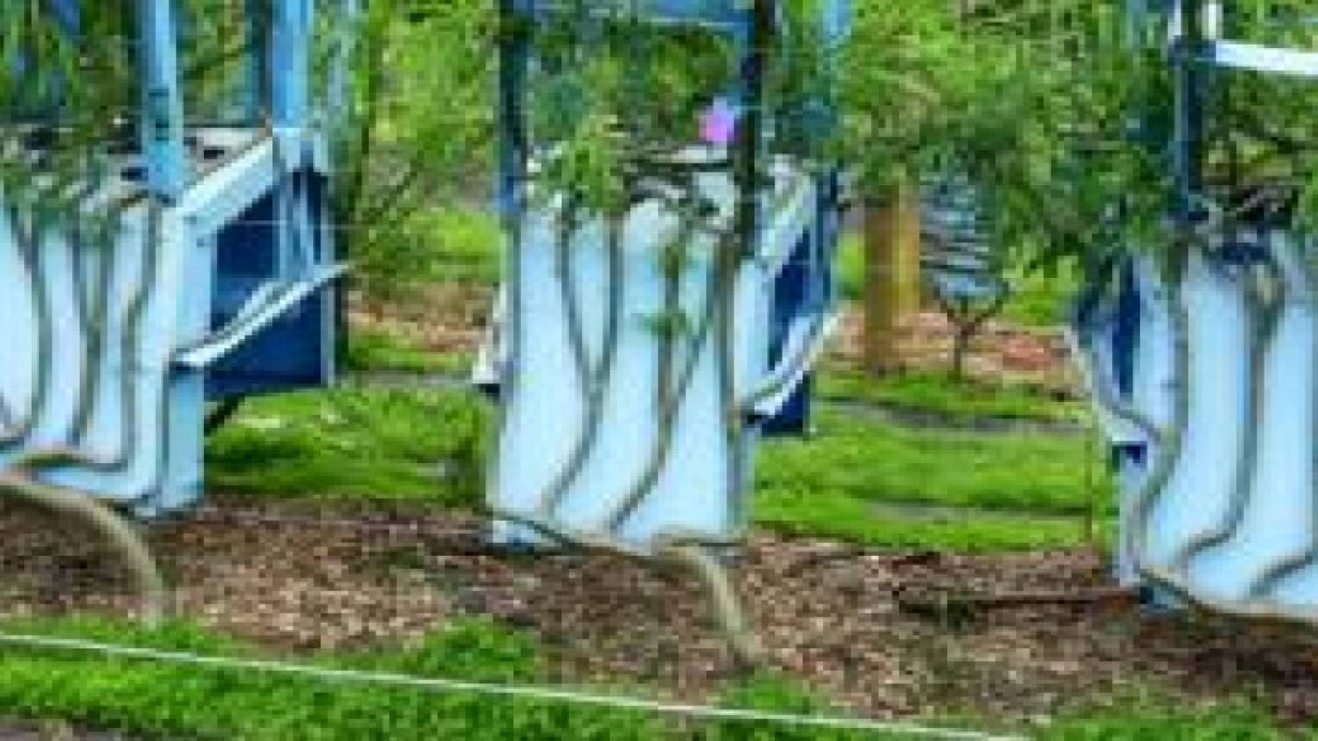 بريطاني يزرع أشجارا على شكل كراسي وطاولات