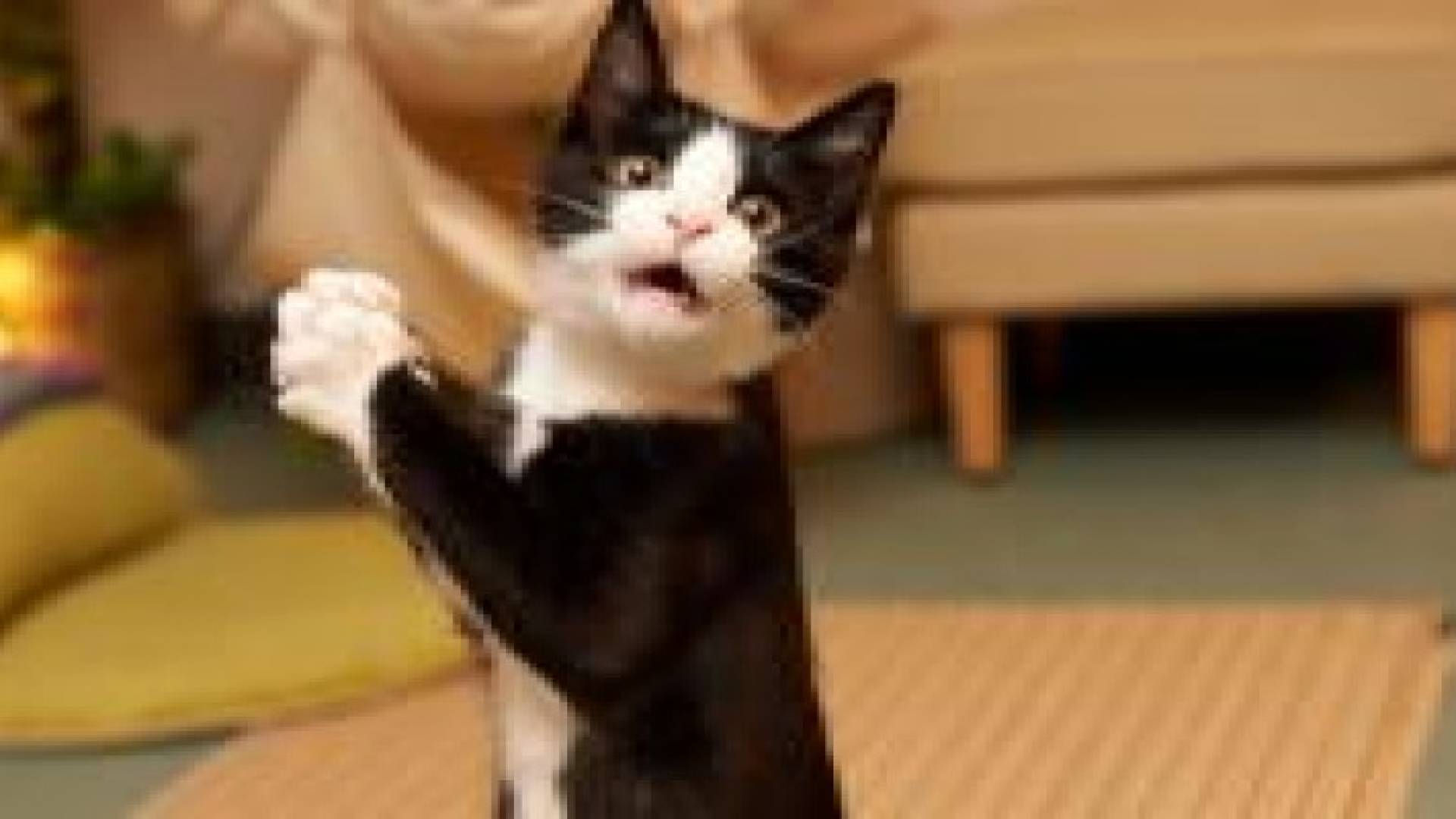 مشاهدة فيديوهات القطط قد تشفي البشر من بعض الأمراض