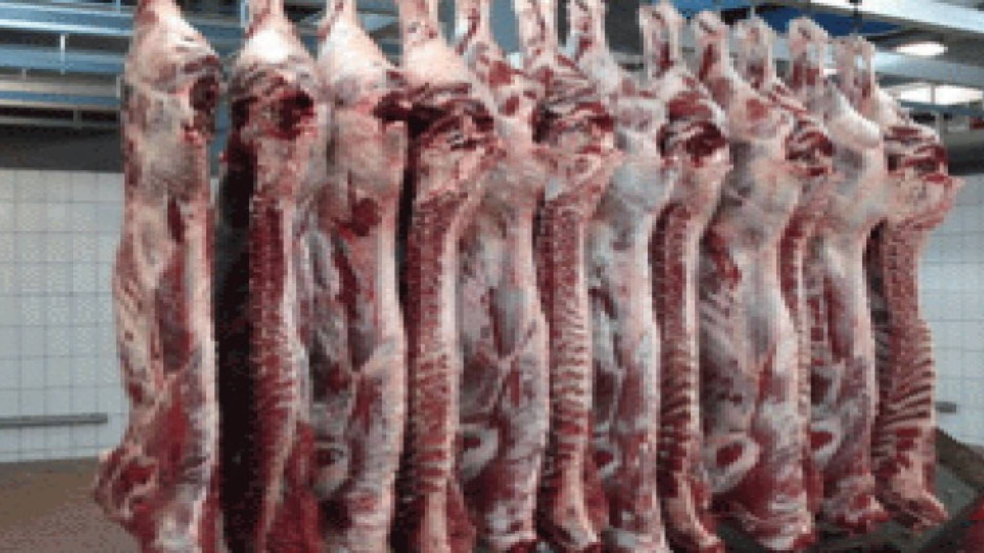 " الصناعة والتجارة " تؤكد وفرة اللحوم بكميات كبيرة محليا