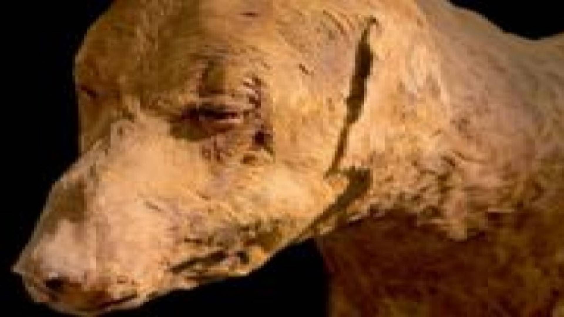 العثور على 8 ملايين كلب محنط في مصر