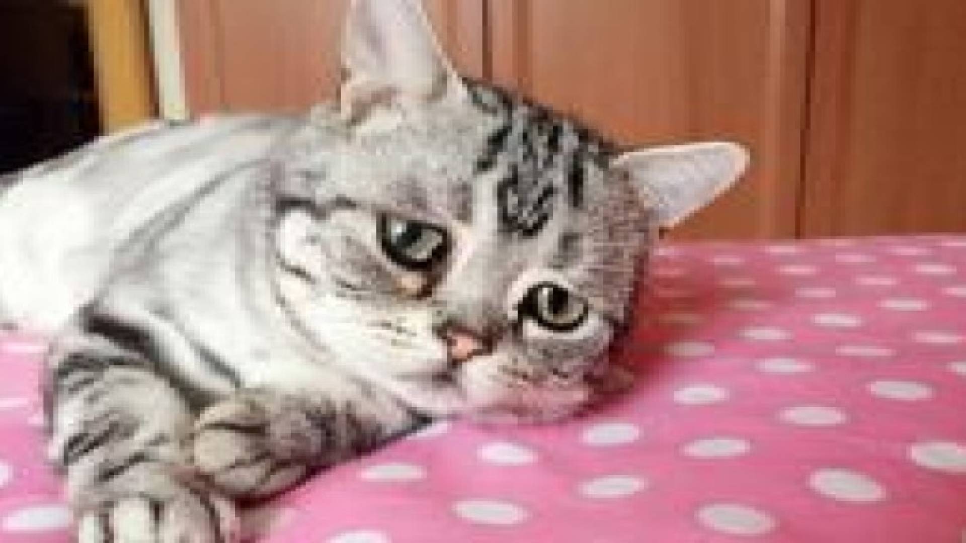 القط المتشائم : نجم جديد على إنستغرام