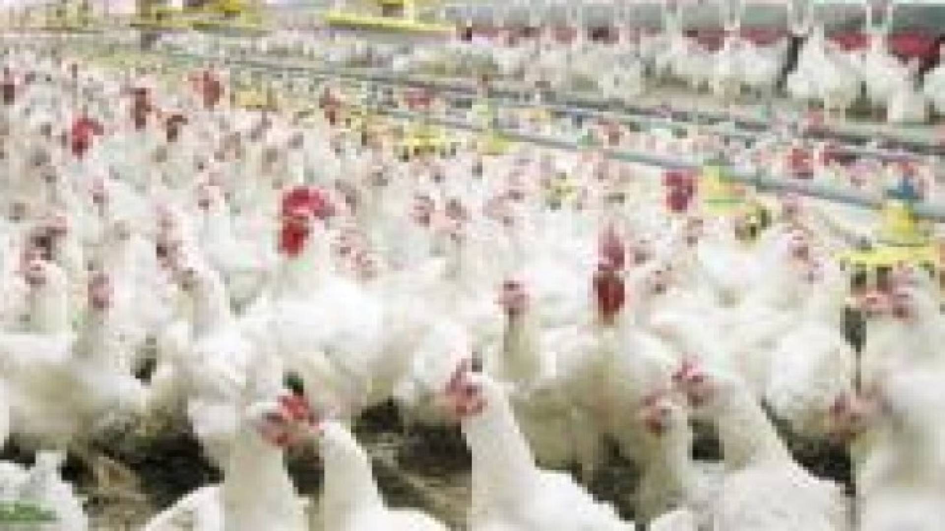 زيادة الطلب على لحوم الدواجن خلال اليومين الماضيين