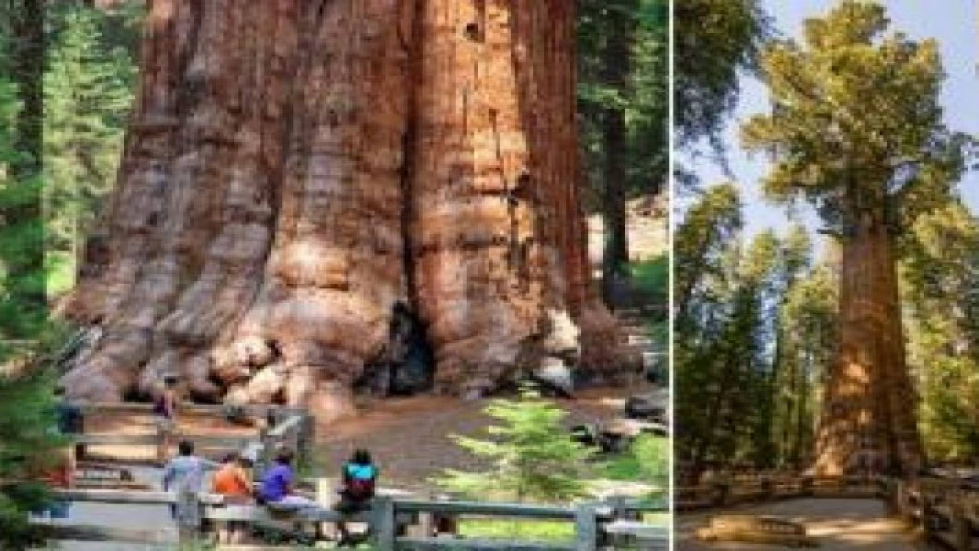 "الجنرال شيرمان" أكبر شجرة على وجه الأرض