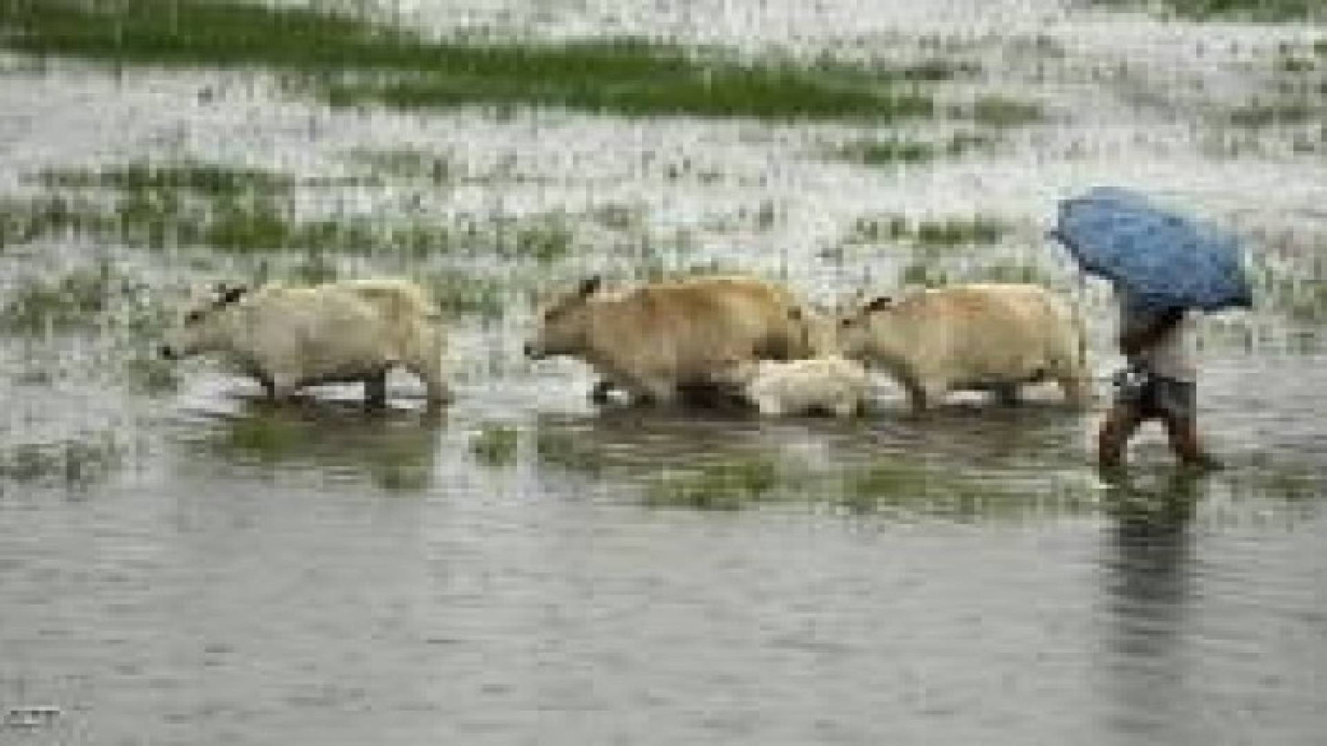 "البقر القزم" لمواجهة الحر في الهند