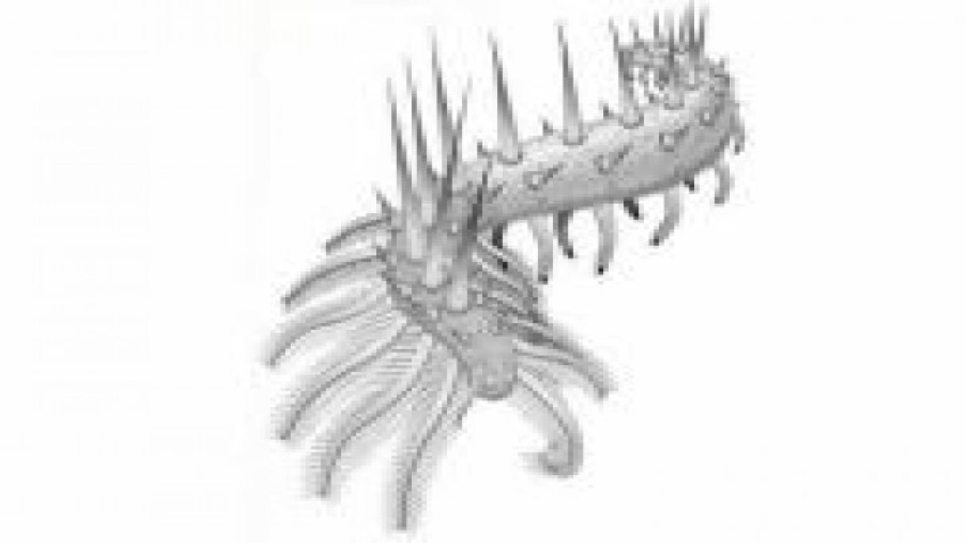 اكتشاف كائن غريب كان يعيش على الأرض قبل نحو 500 مليون عام