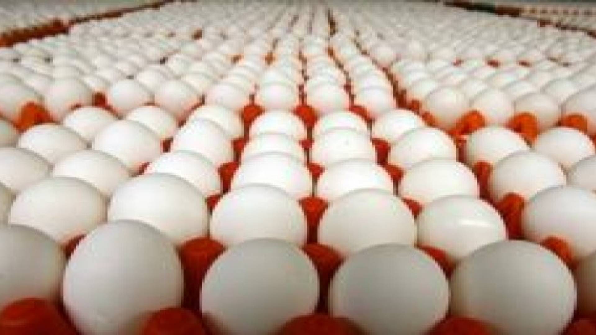 تراجع اسعار الدجاج اللاحم وبيض المائدة خلال الربع الاول من العام الحالي