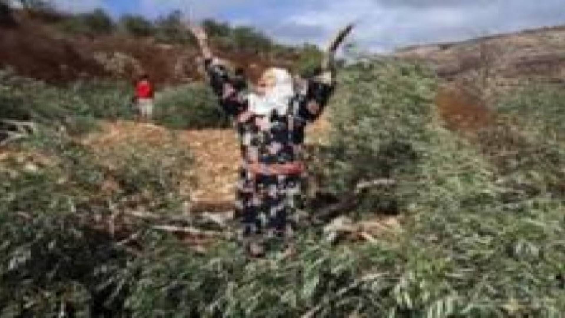 مستوطنون متطرفون يجرفون 80 شجرة زيتون غرب سلفيت