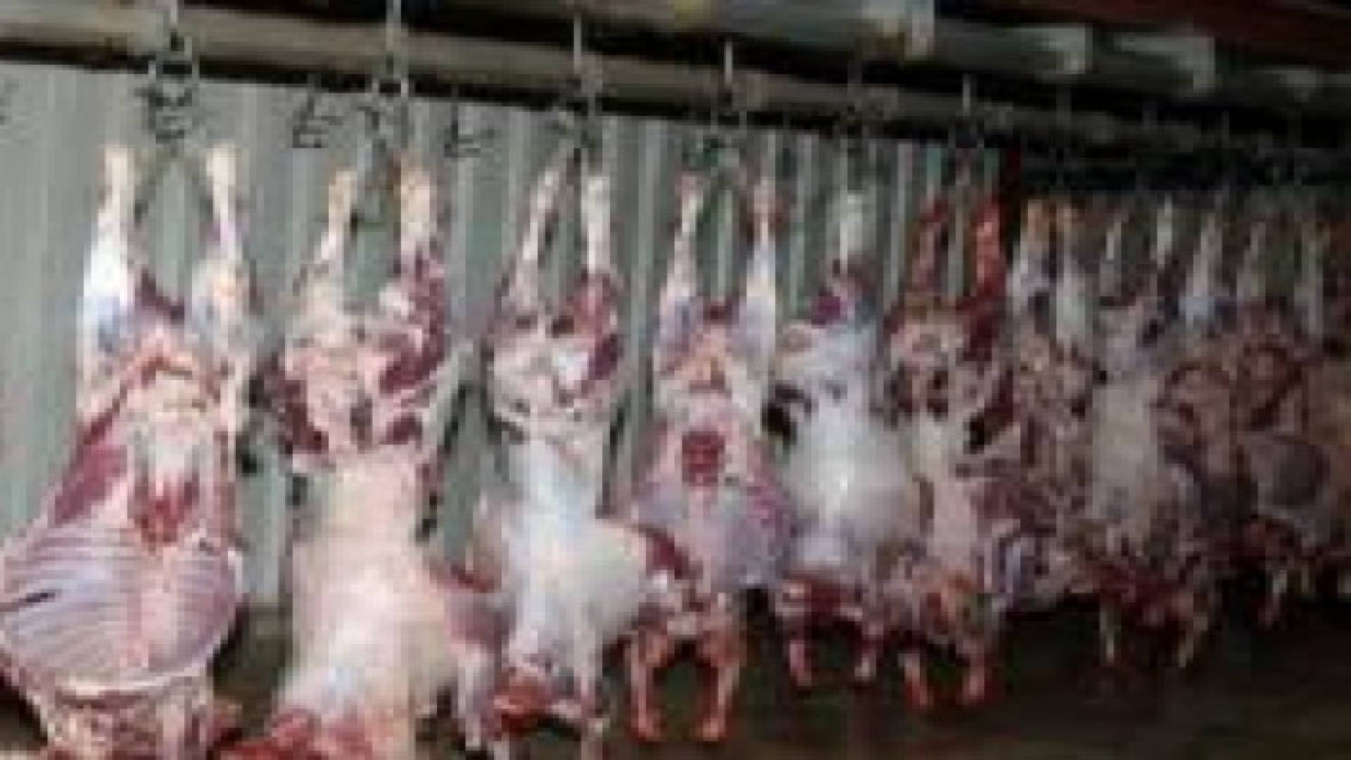 دائرة المسالخ تحدد دوامها خلال عطلة عيد الفطر السعيد