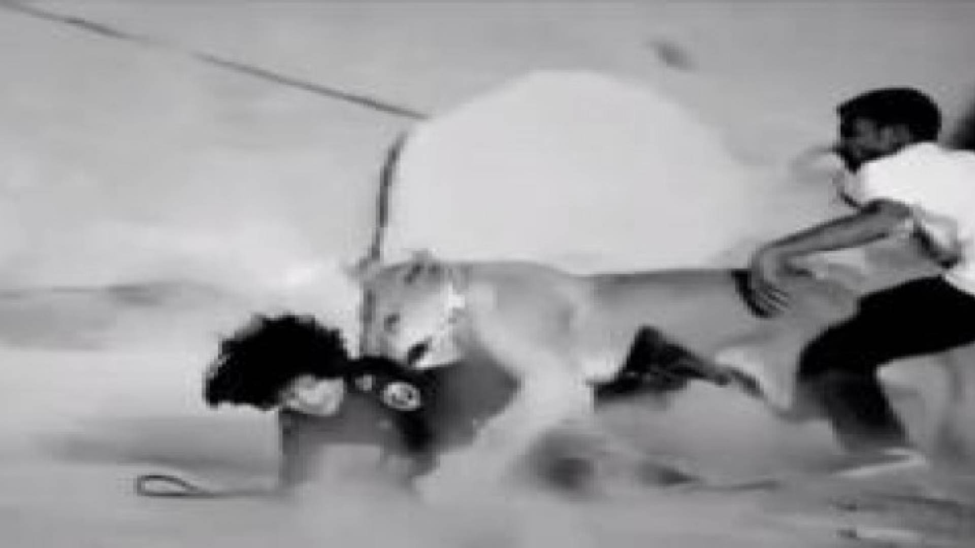 مدرب سعودي ينقذ طفلا من فك الأسد.. فيديو