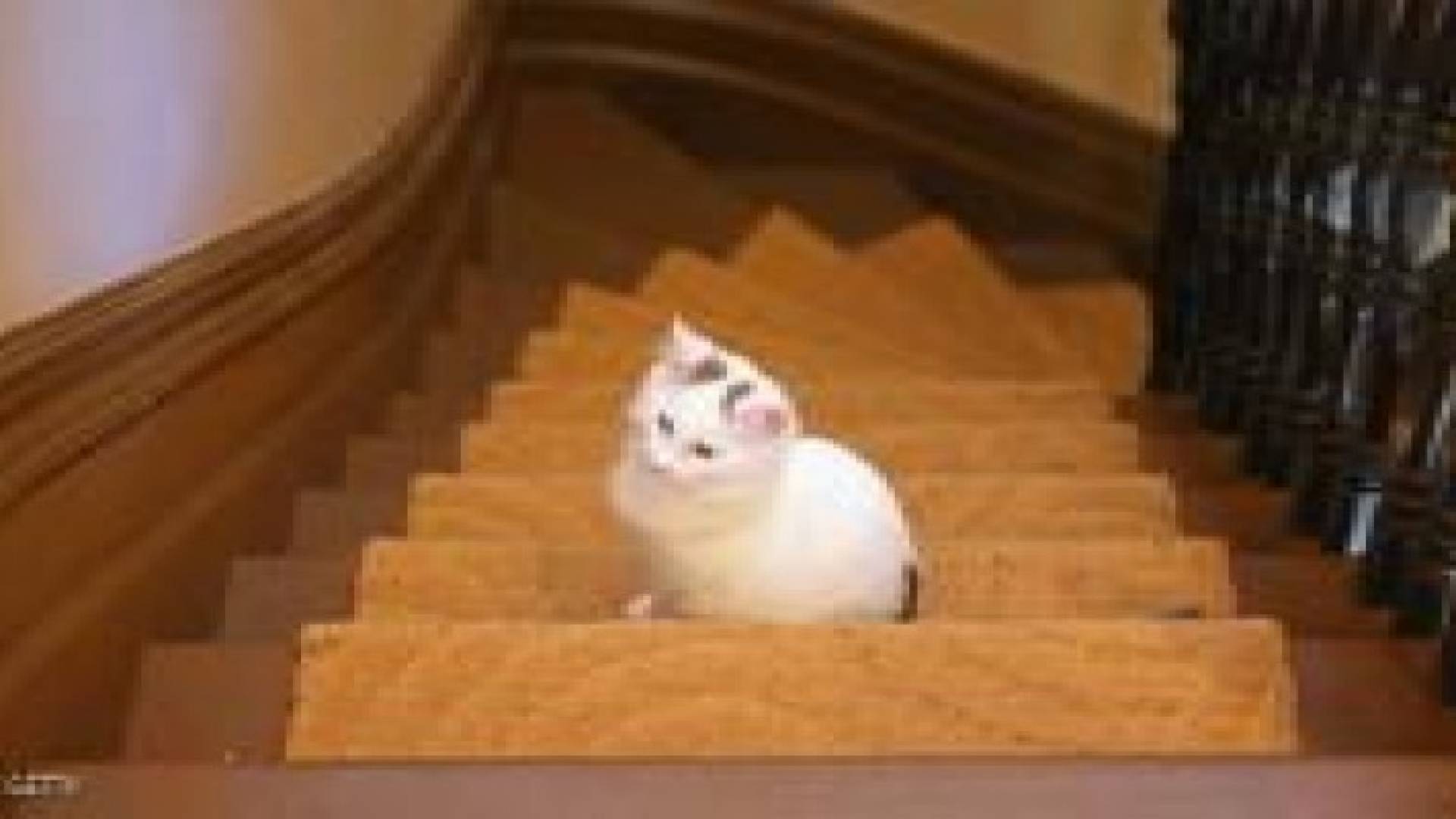 أستراليا تعلن الحرب على القطط