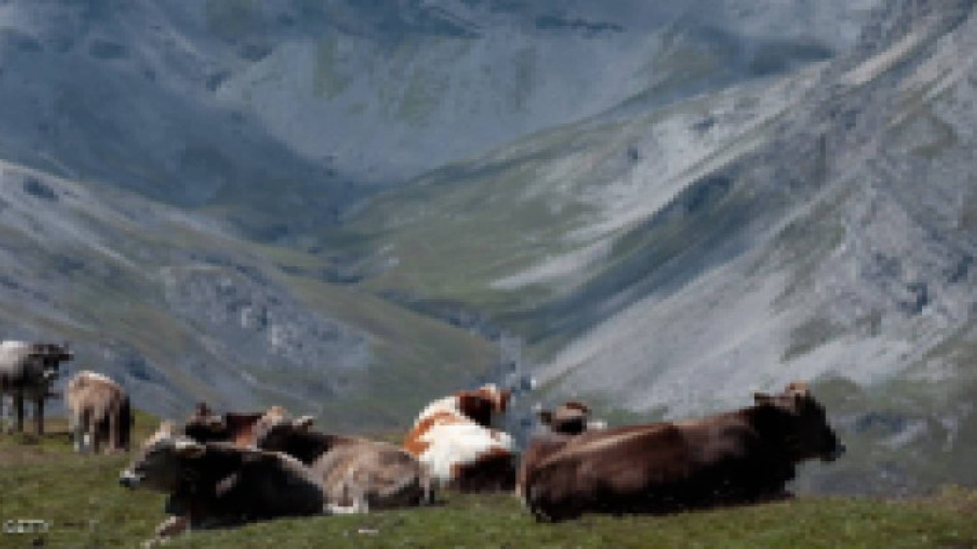 الجيش السويسري يساعد الأبقار على تحمل الحر