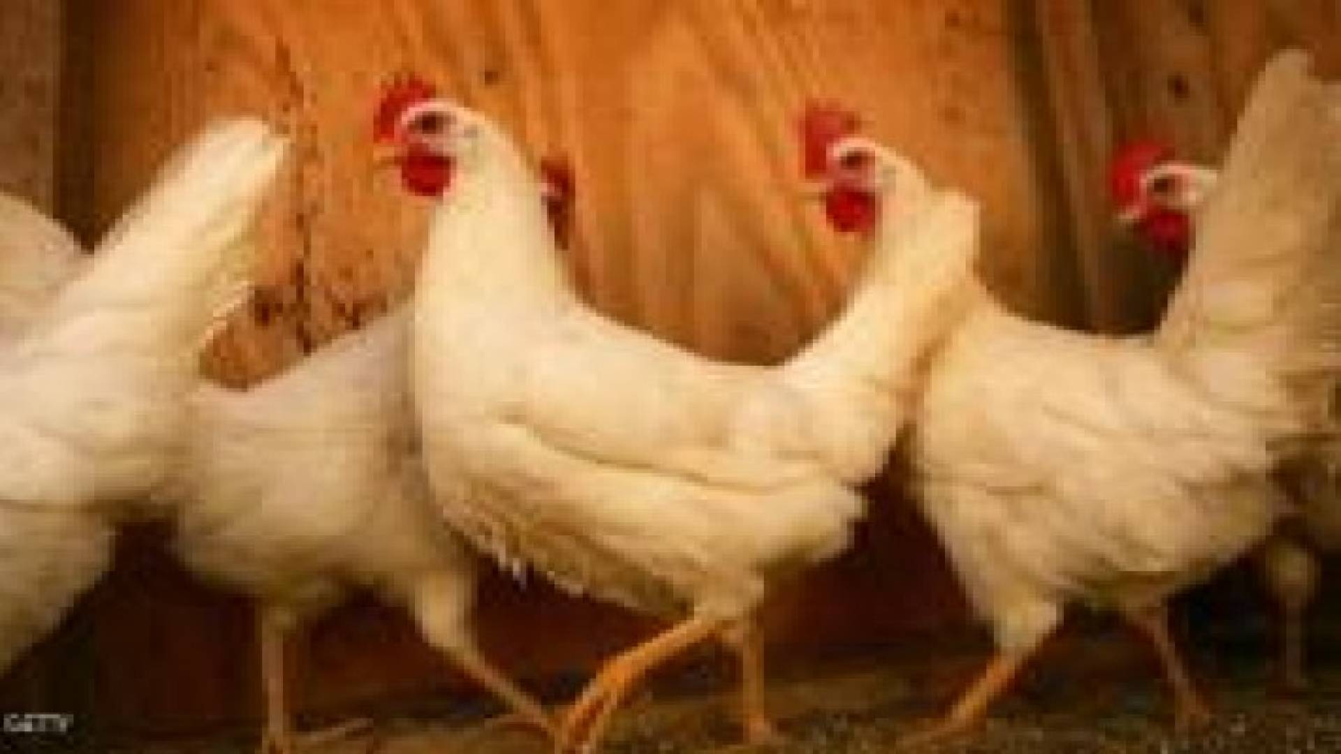 في أميركا.. دجاج للإيجار