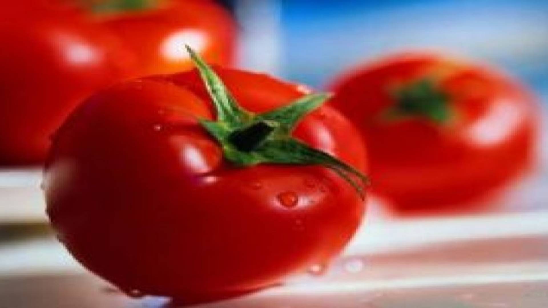 الزراعة: 1200 طن صادرات البندورة يوميا