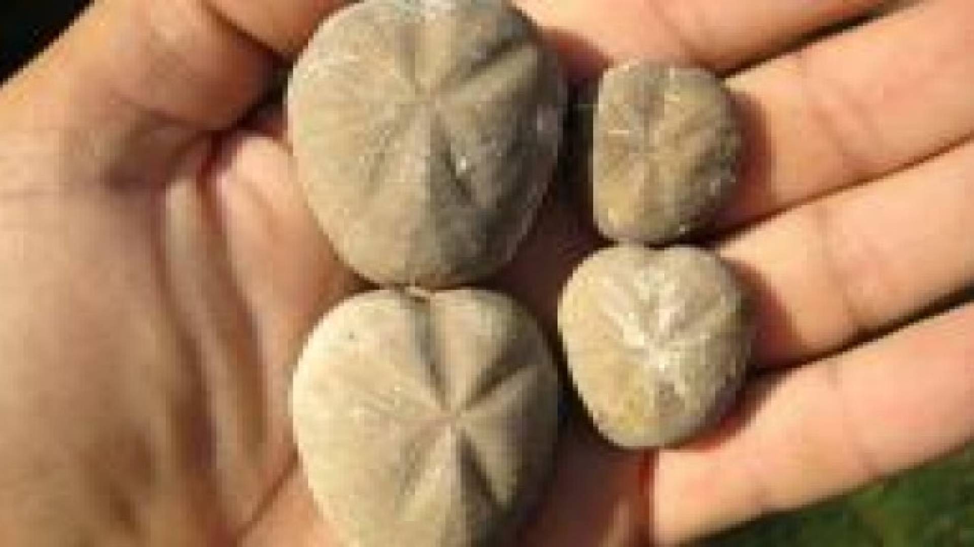 روسيا...العثور على حيوانات متحجرة عمرها 400 مليون سنة