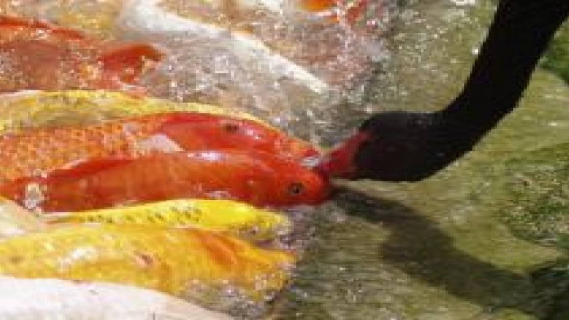 بالصور: أصدقاء خارج الفطرة !