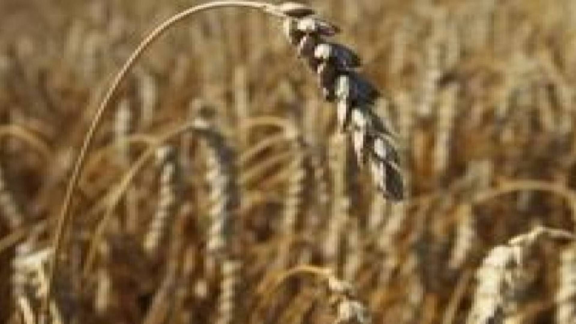 "الزراعة" تدعو المزارعين للالتزام بتعليماتها خلال موجة الحر