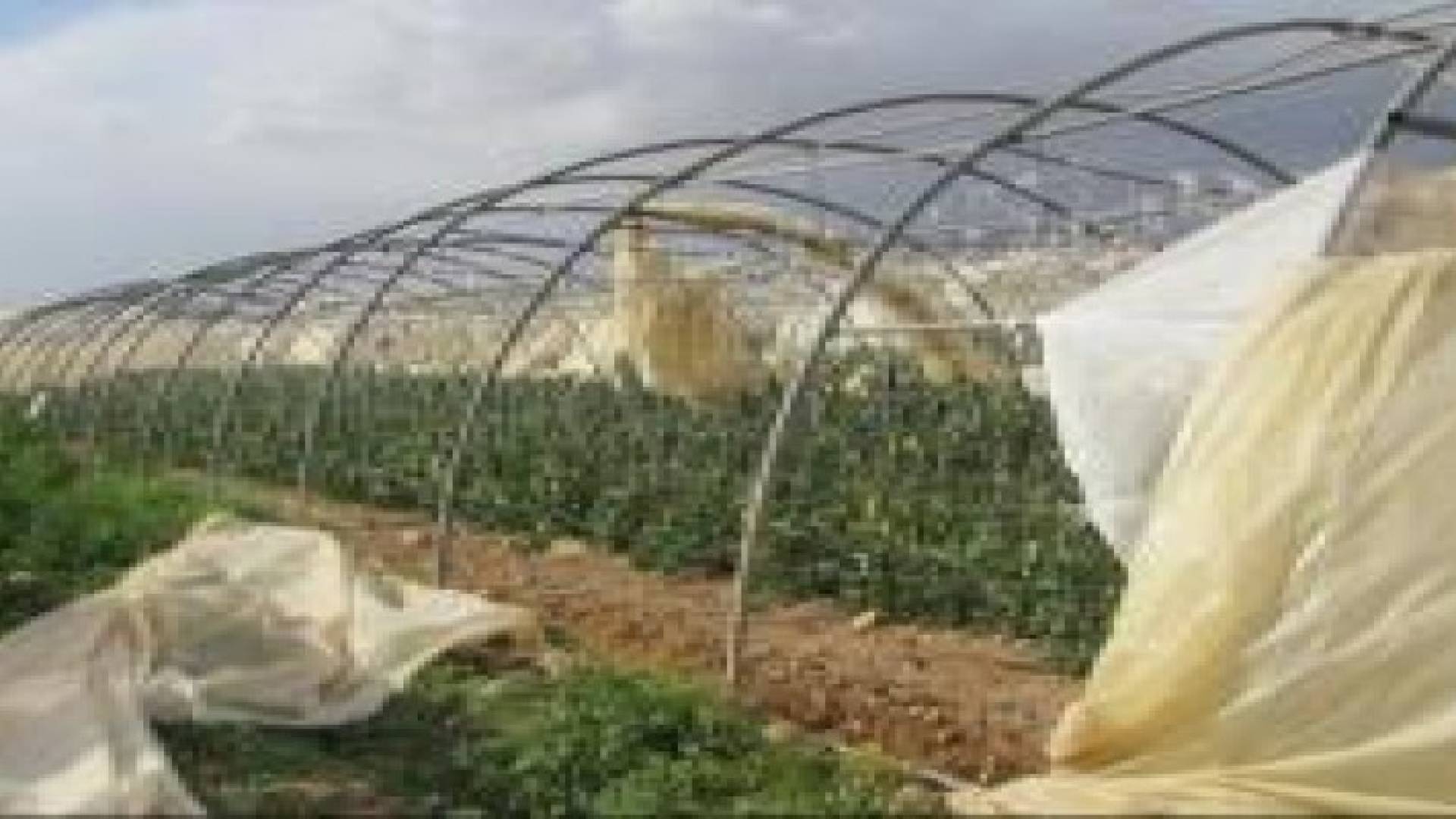 25 % نسبة الاضرار في وادي الاردن بسبب موجة الحر.. تفاصيل