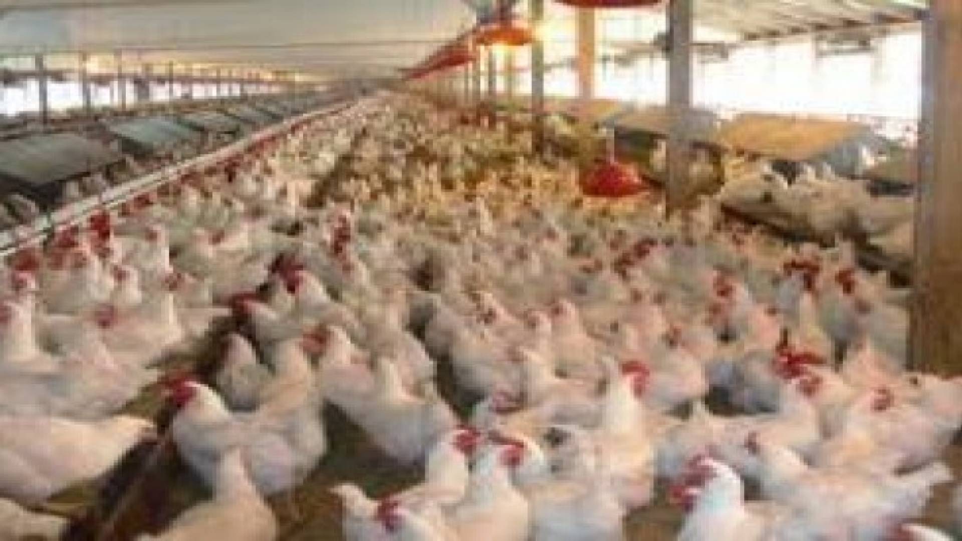 نفوق 300 ألف طير دجاج بسبب موجة الحر