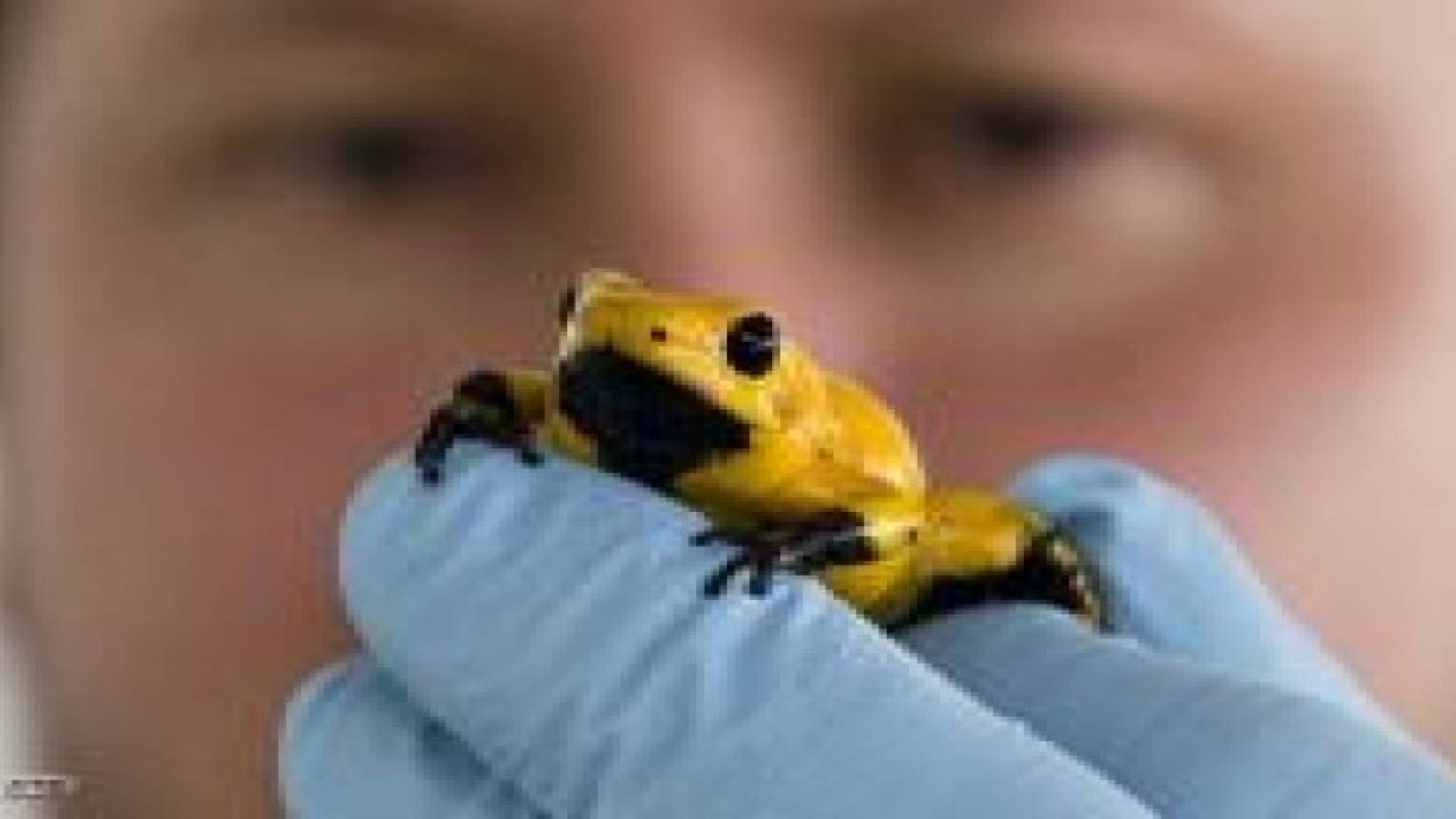 ضفدع يمكنه قتل 80 رجلا بغرام من سمه