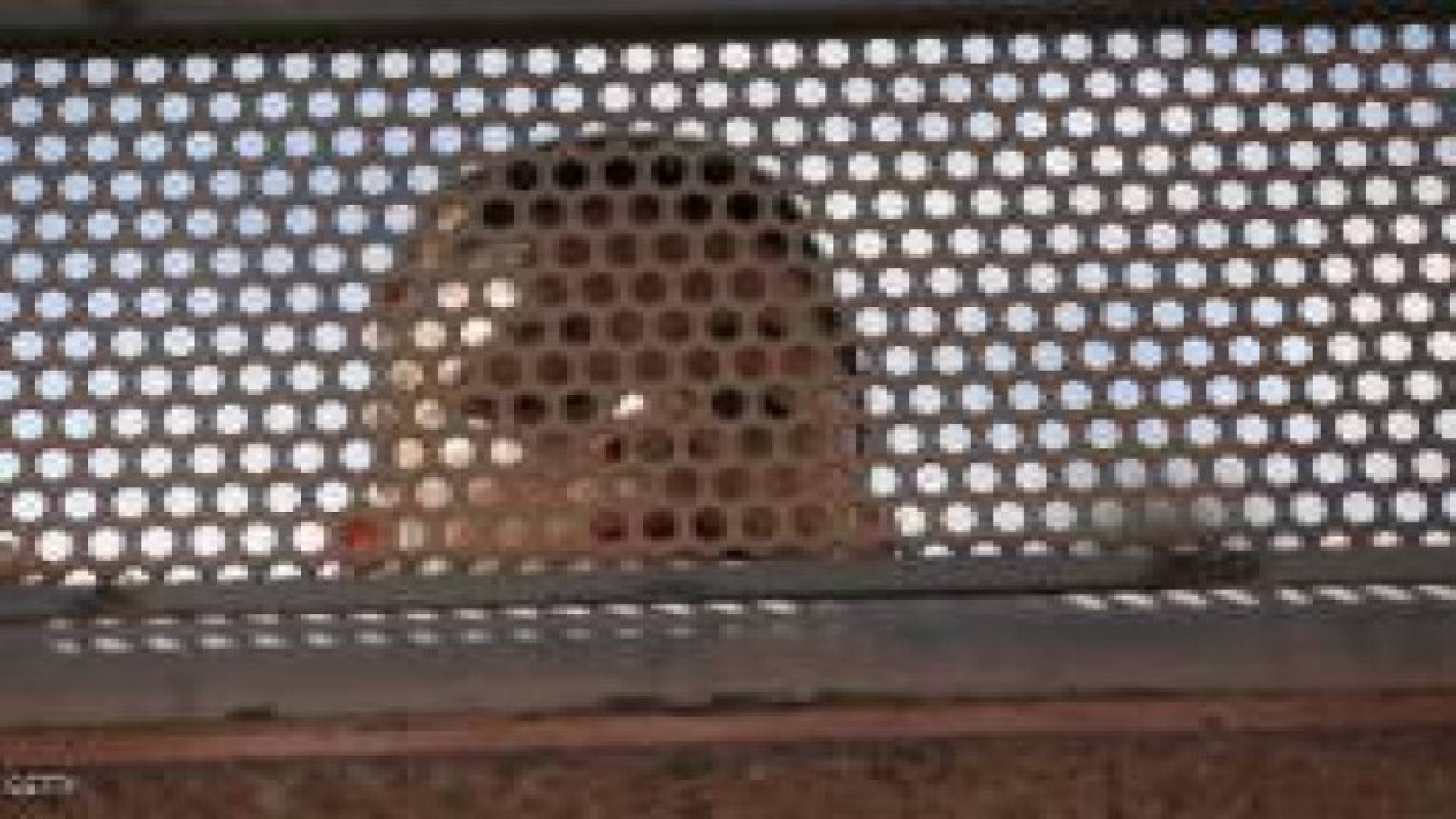 اعتقال أميركية "حبست" طفليها بقفصين