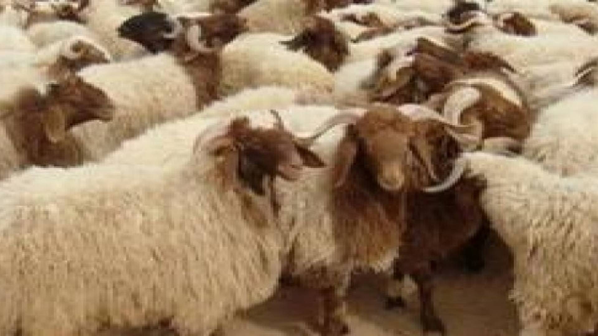 الاردن يستورد 613 ألف رأس من الغنم خلال شهرين