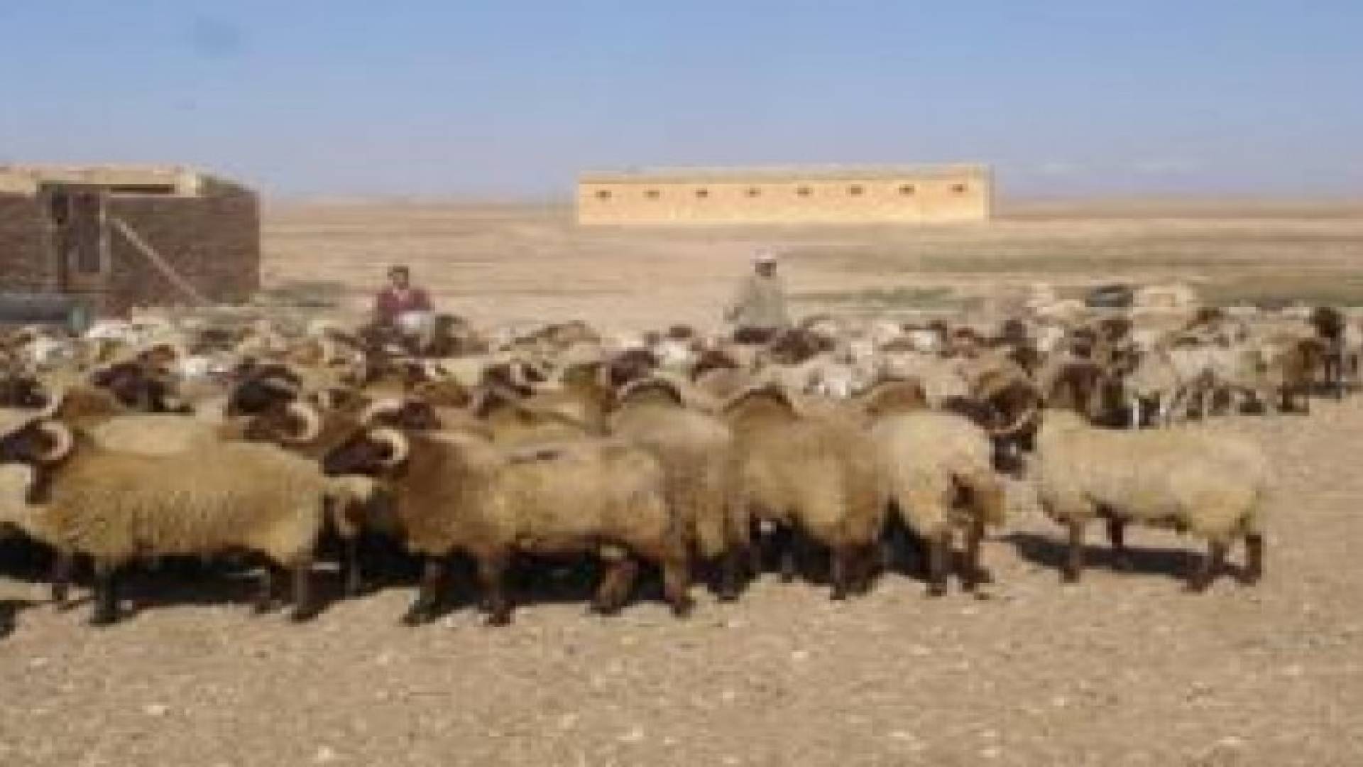 حرس الحدود: منع تسلل "قطيع اغنام" من سوريا