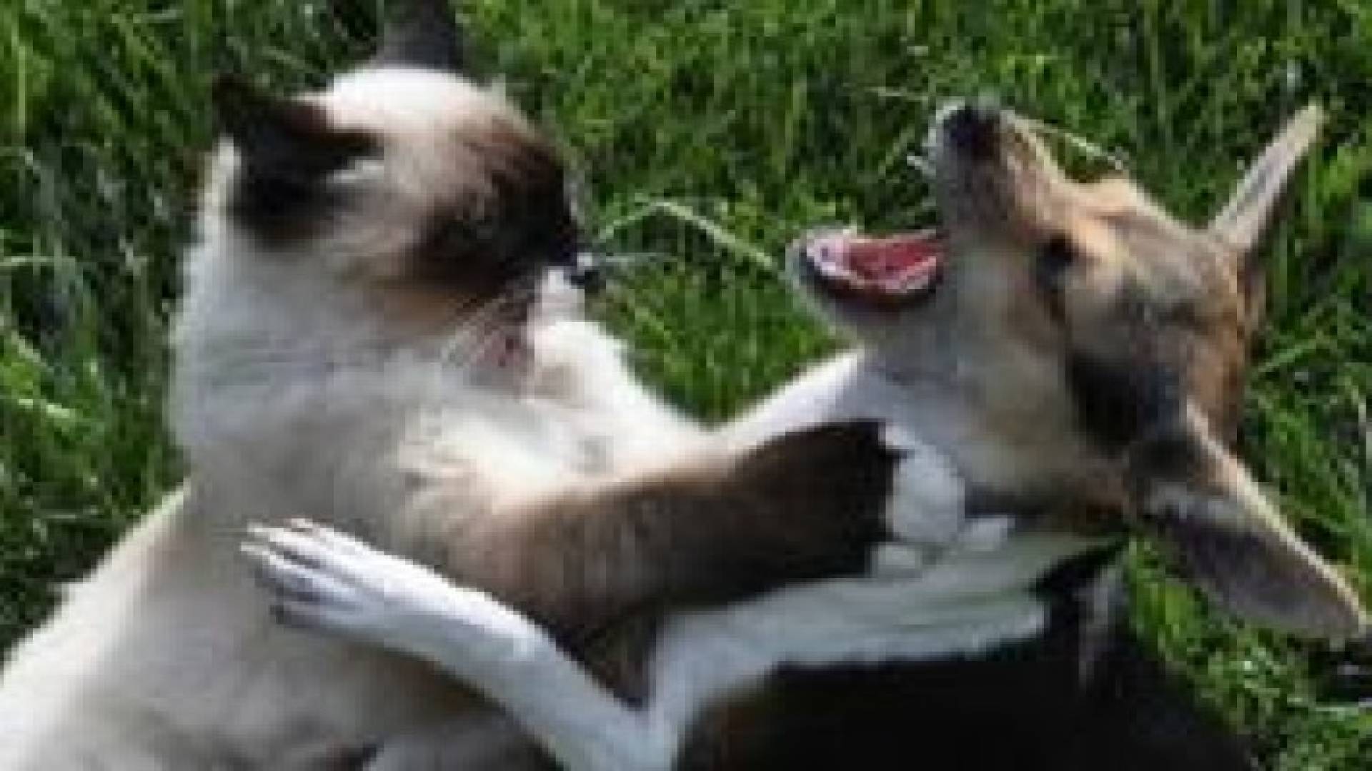 اكتشاف سبب العداء بين القطط والكلاب