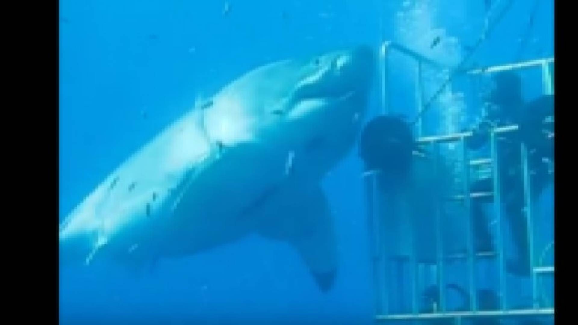 بالفيديو: التقاط مشاهد لواحدة من أضخم أسماك القرش في العالم