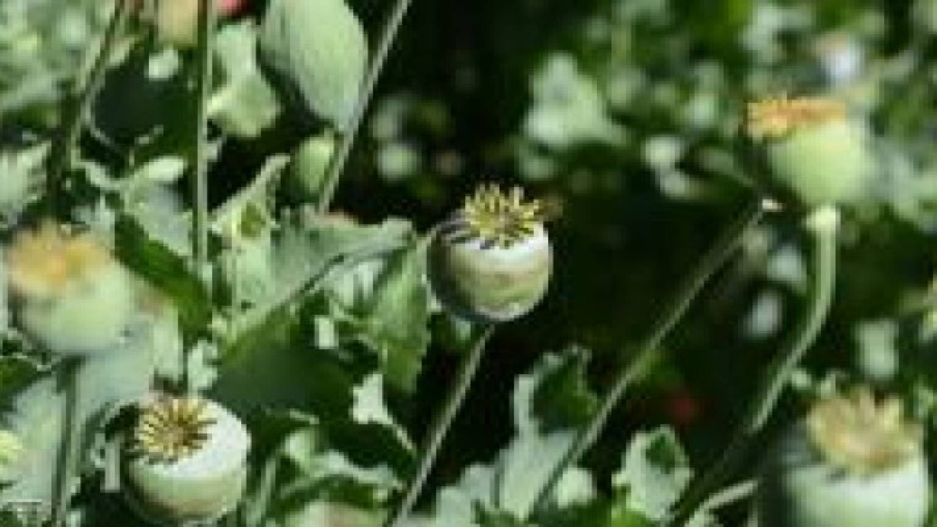 طريقة "سريعة" لاستخلاص مسكنات قوية