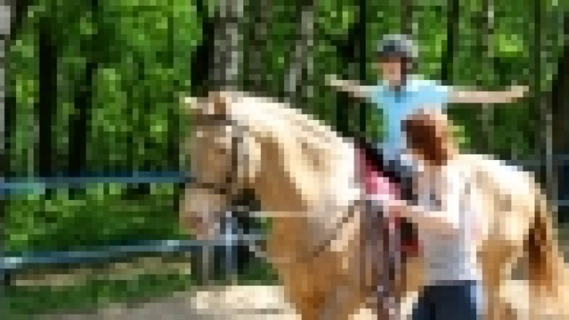 5 حيوانات تساعد في علاج المرضى