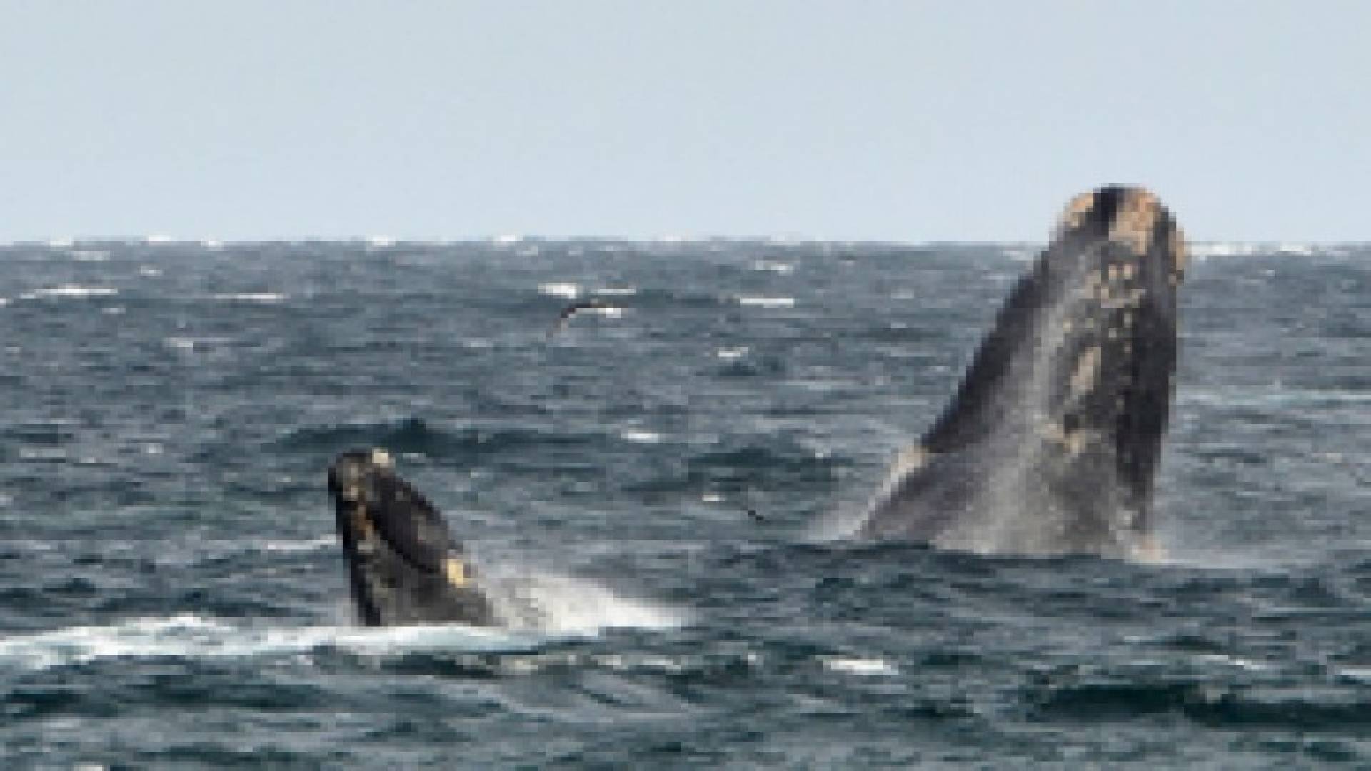 بالفيديو:حوت يطلب المساعدة من صيادين استراليين