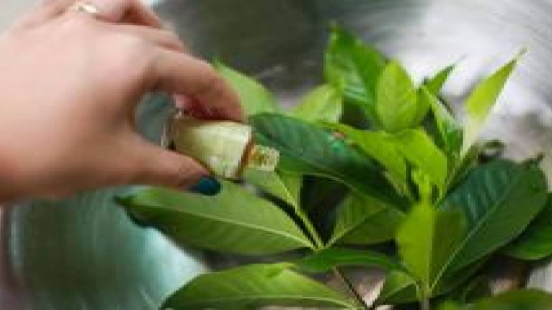 ٧ أعشاب ضعها في غرفتك للتخلص من الناموس والحشرات الطائرة