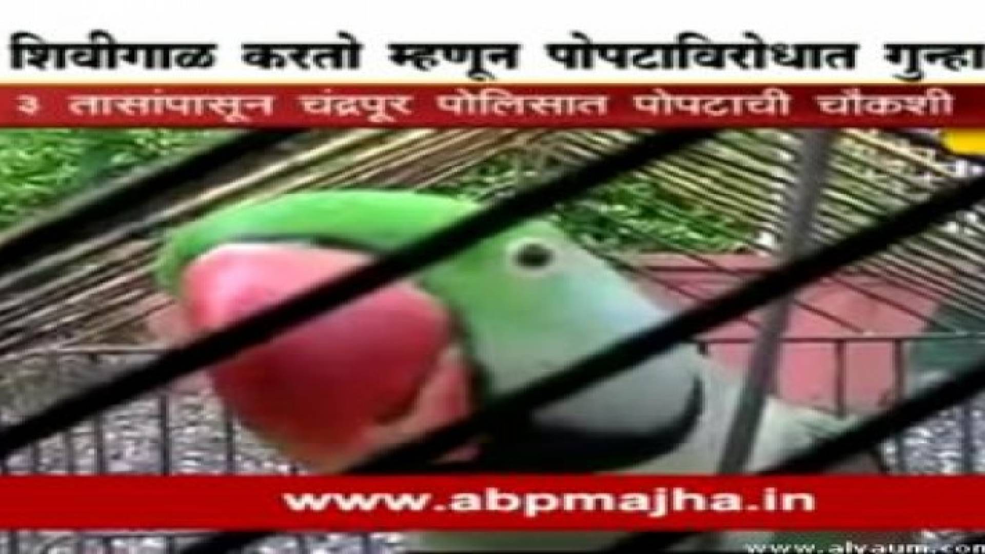 الشرطة الهندية تستدعي "ببغاء" متهم بـ"سوء السلوك"