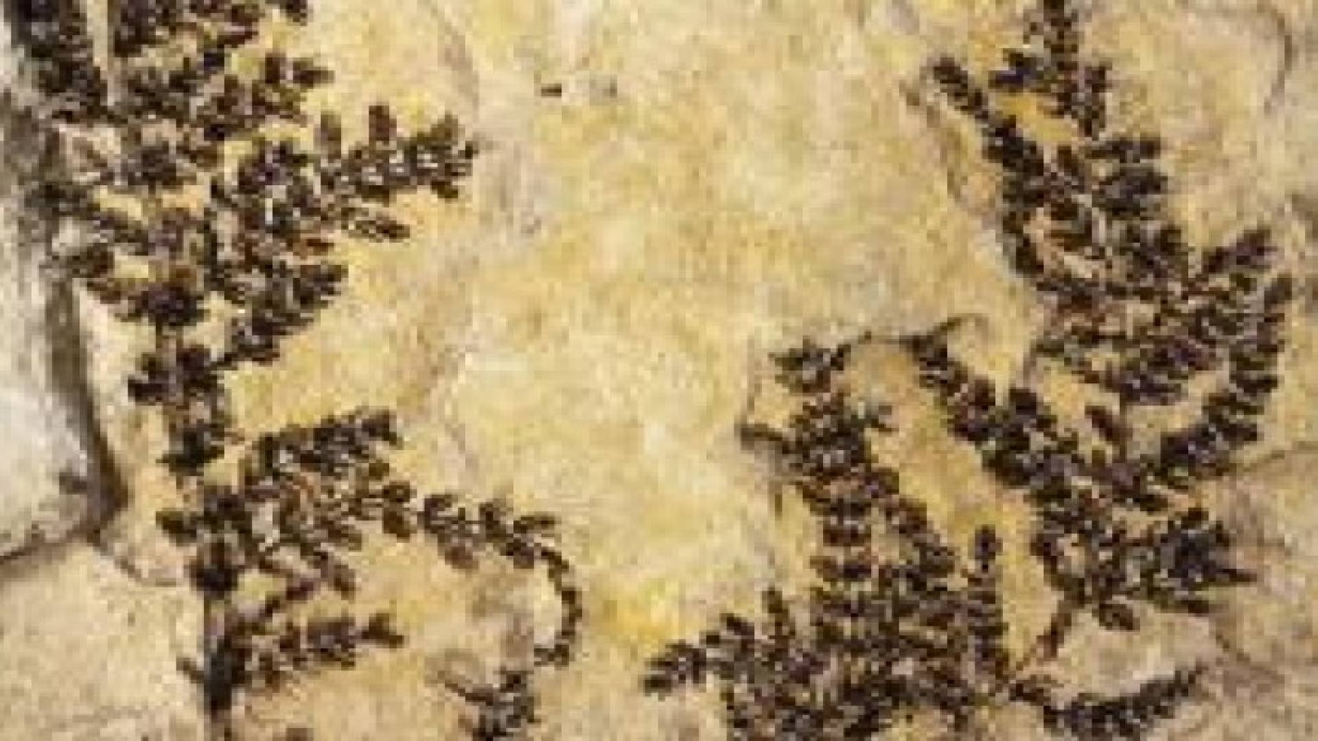 اكتشاف أحد أقدم أنواع الزهور على كوكب الأرض