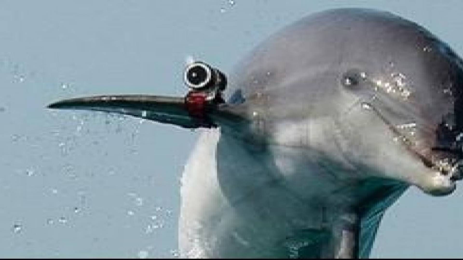 الاحتلال يستخدم الدلافين للتجسس على حماس