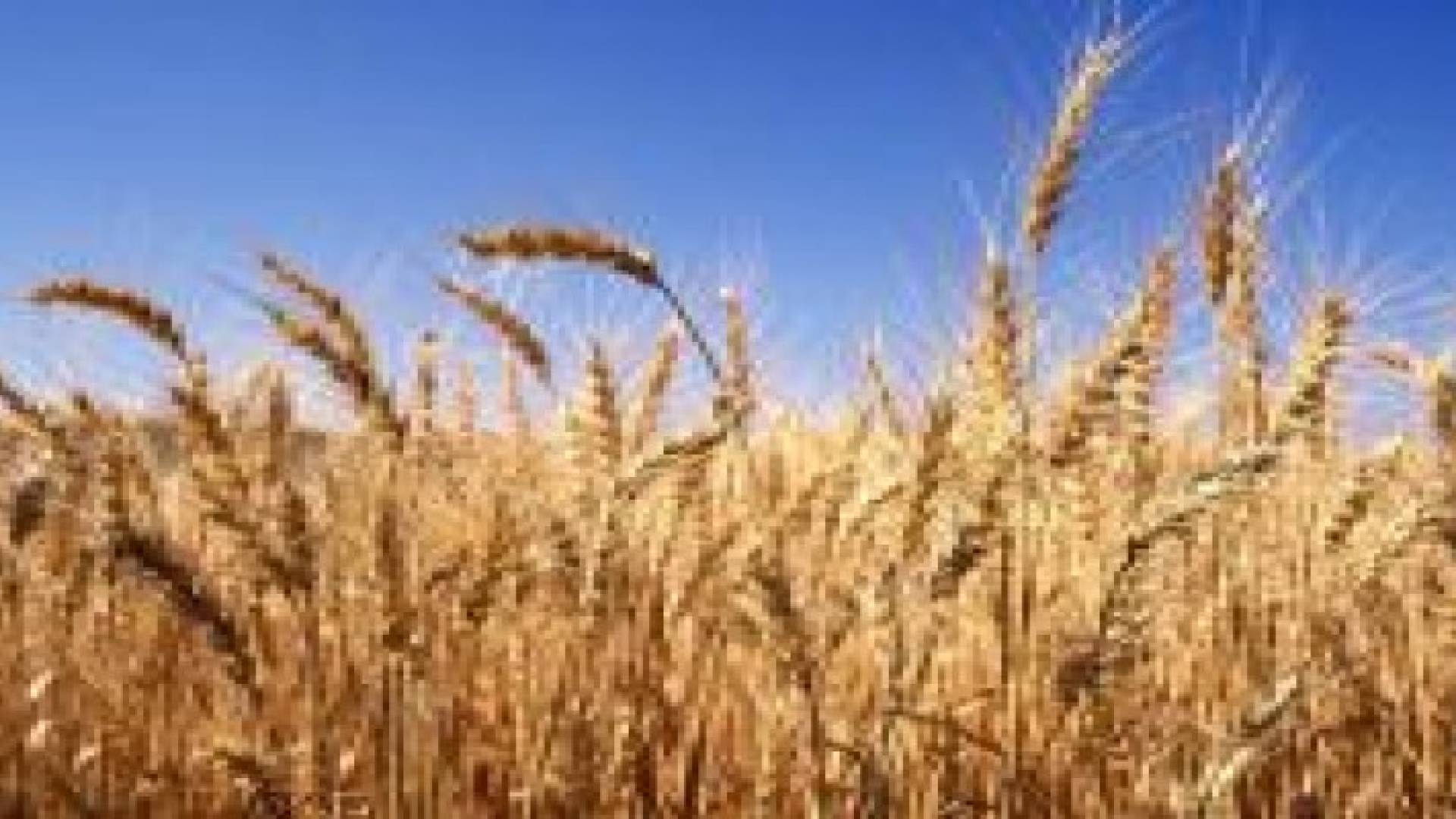 "الصناعة" تطرح عطاء لشراء 100 ألف طن قمح