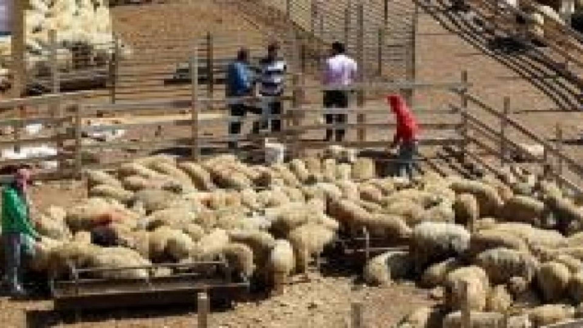 بلتاجي :مواقع بيع وذبح الاضاحي وفقا للاشتراطات الصحية والبيئية وبما يحافظ على حضارية المدينة