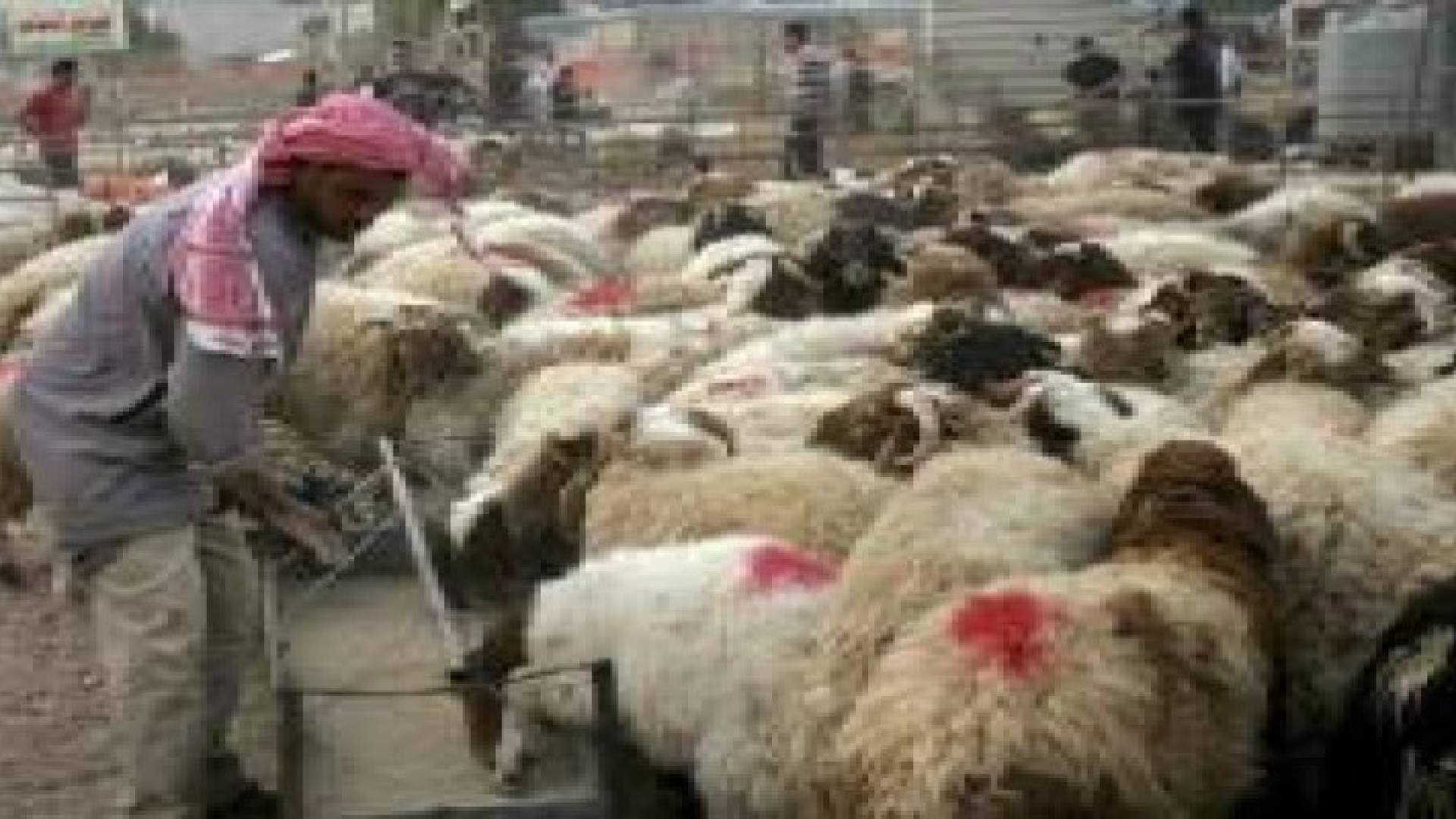 امانة عمان توعز بتخصيص مواقع بيع وذبح الاضاحي