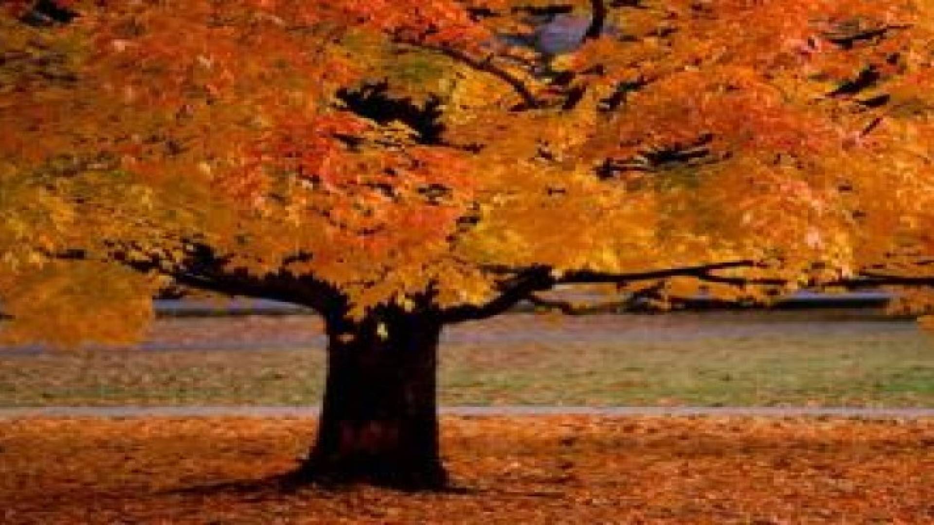 بدء العد التنازلي لبداية فصل الخريف.. فصل التقلبات الجوية وعودة موسم الأمطار