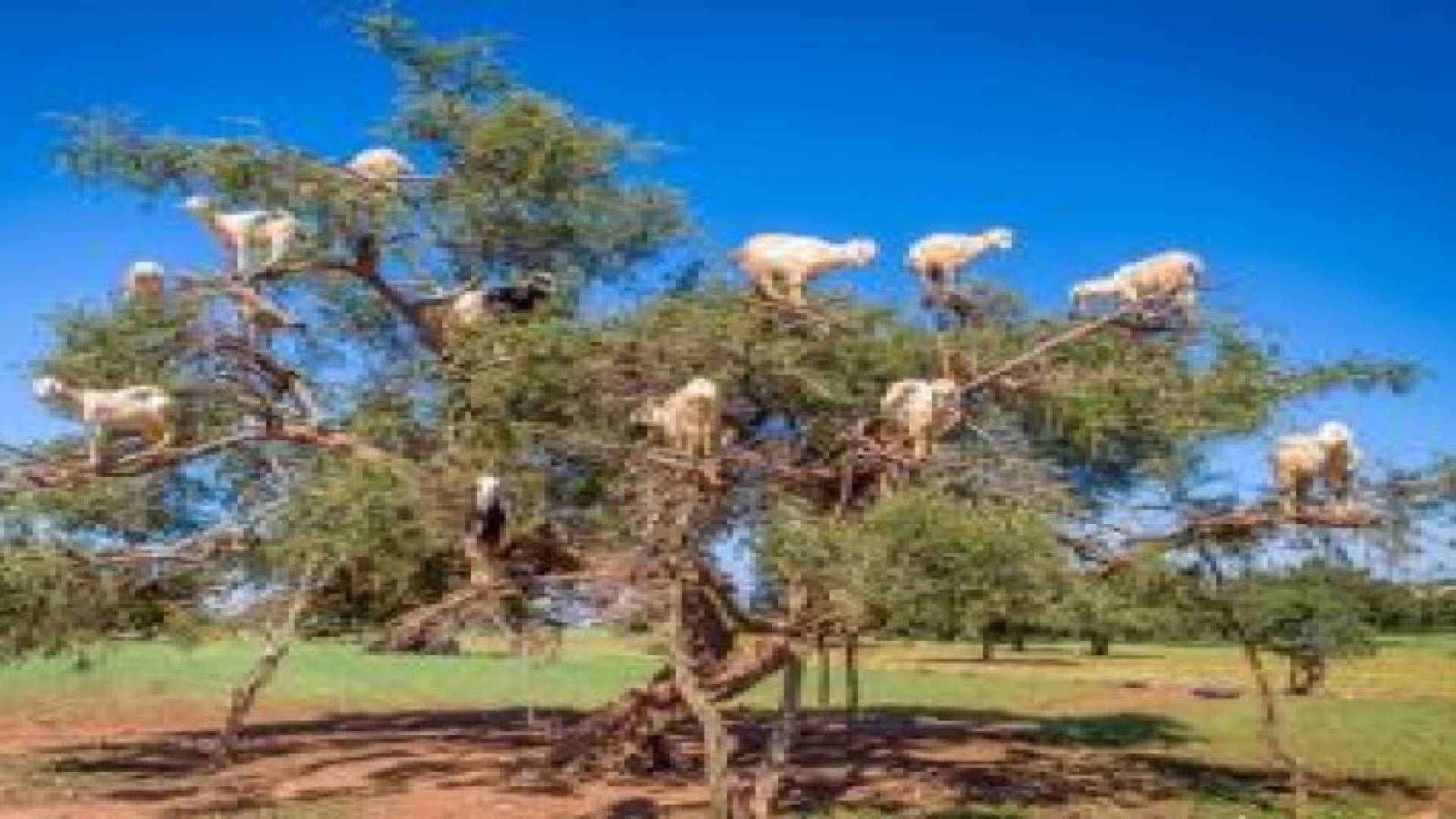 تعرف على أغرب 20 ظاهرة بيئية حول العالم.. صور