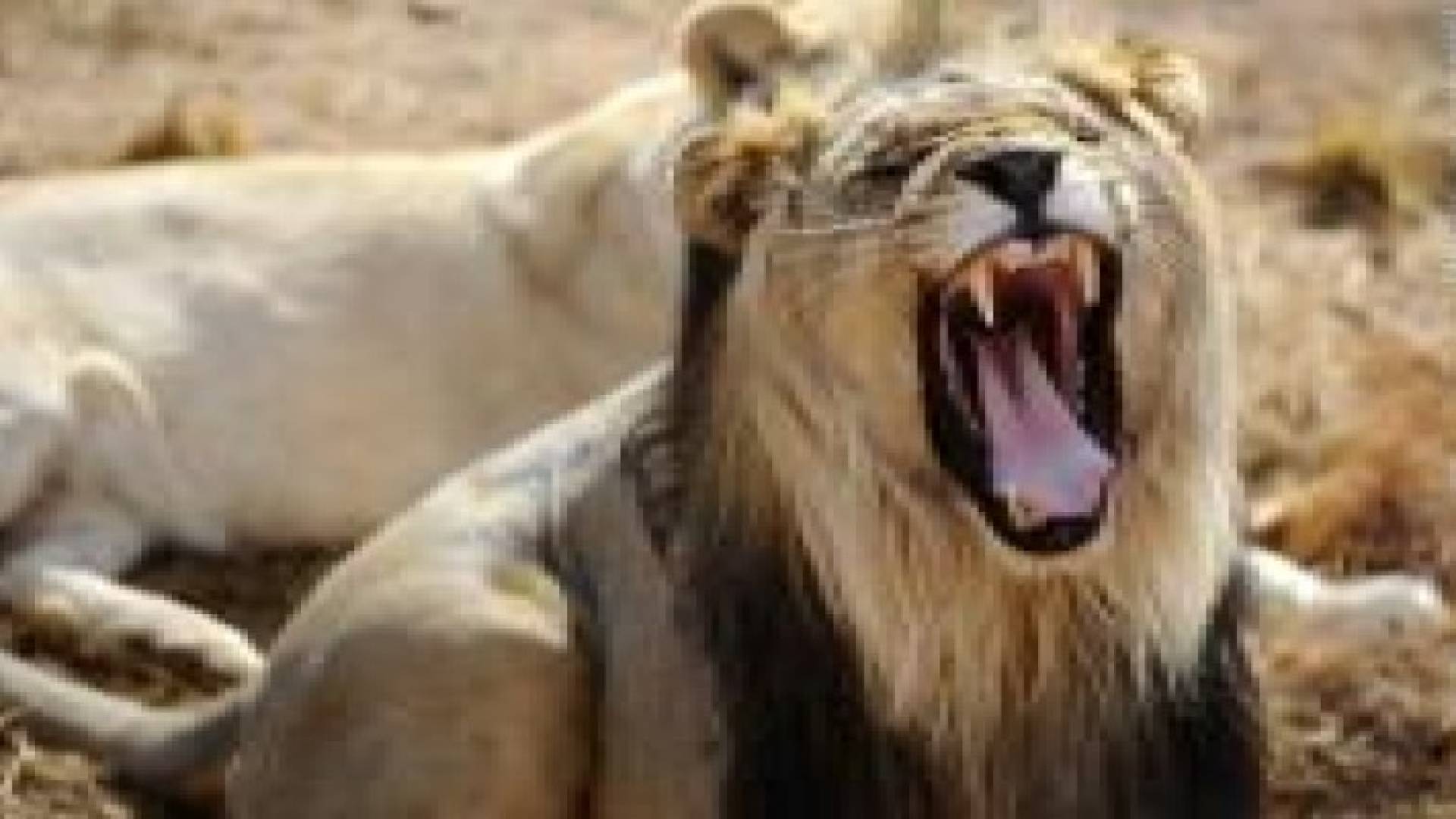 زيمبابوي.. أسد يقتل مرشدا سياحيا في متنزه