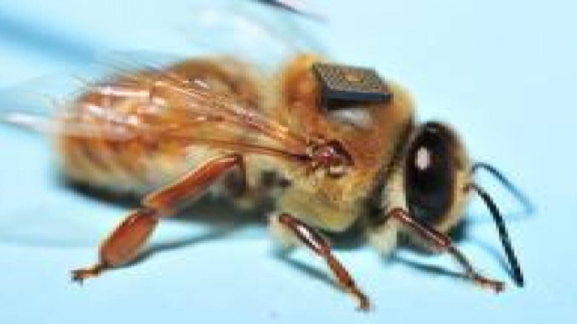 تناقص أعداد النحل يهدد البشرية.. هل تنقذنا التكنولوجيا؟