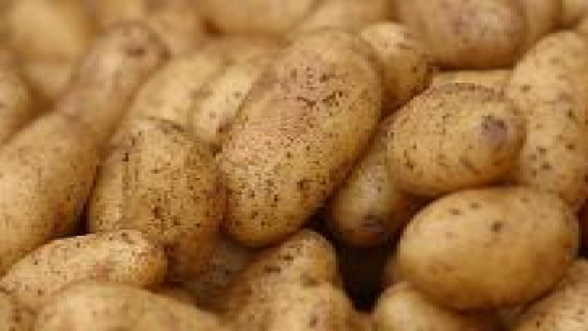 الزراعة: لا يوجد "غزو" لـ "البطاطا الاسرائيلية" في الأسواق