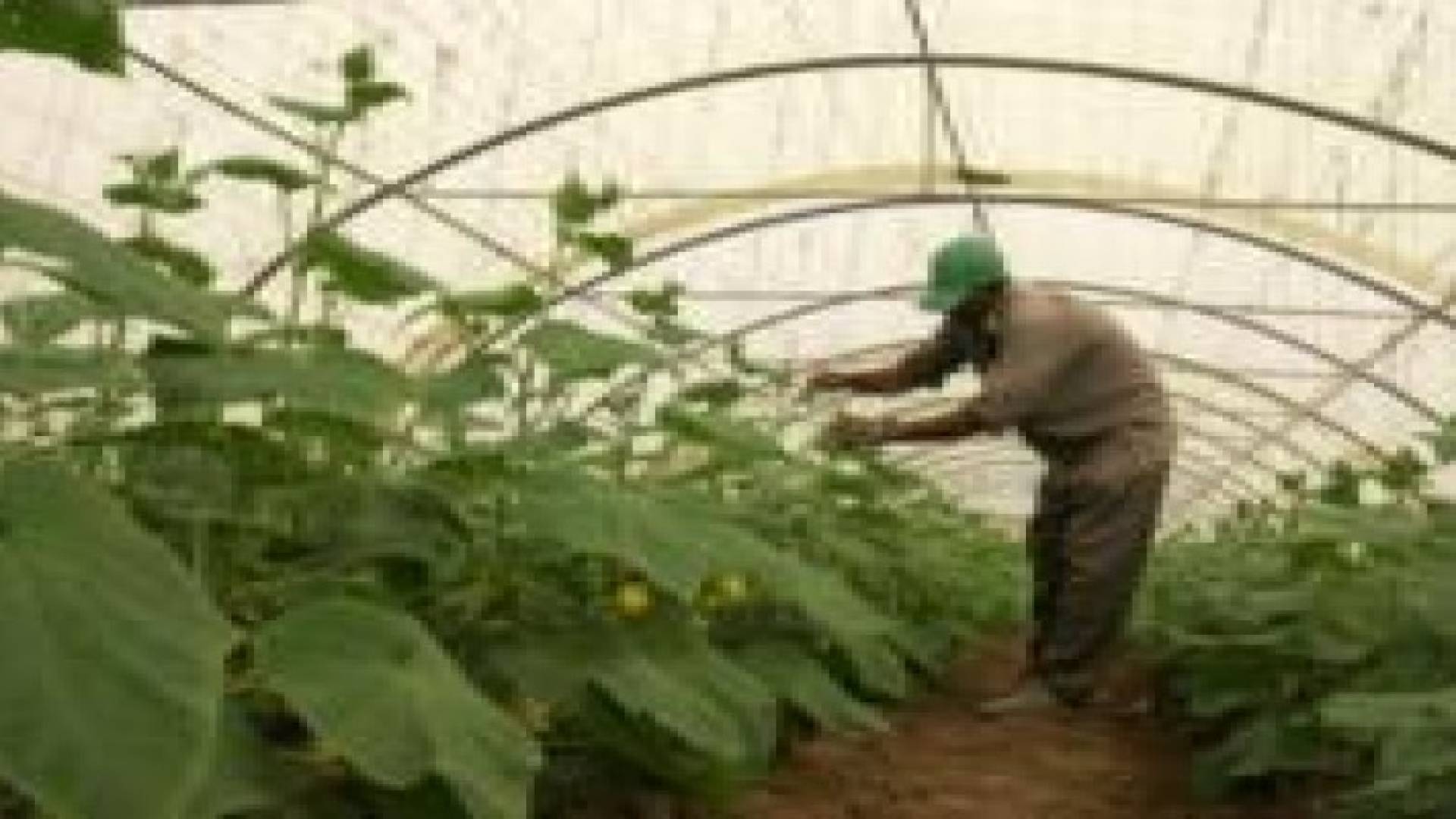 اتحاد المزارعين: اقرار صندوق المخاطر الزراعية جاء لاحداث نقلة نوعية بالقطاع