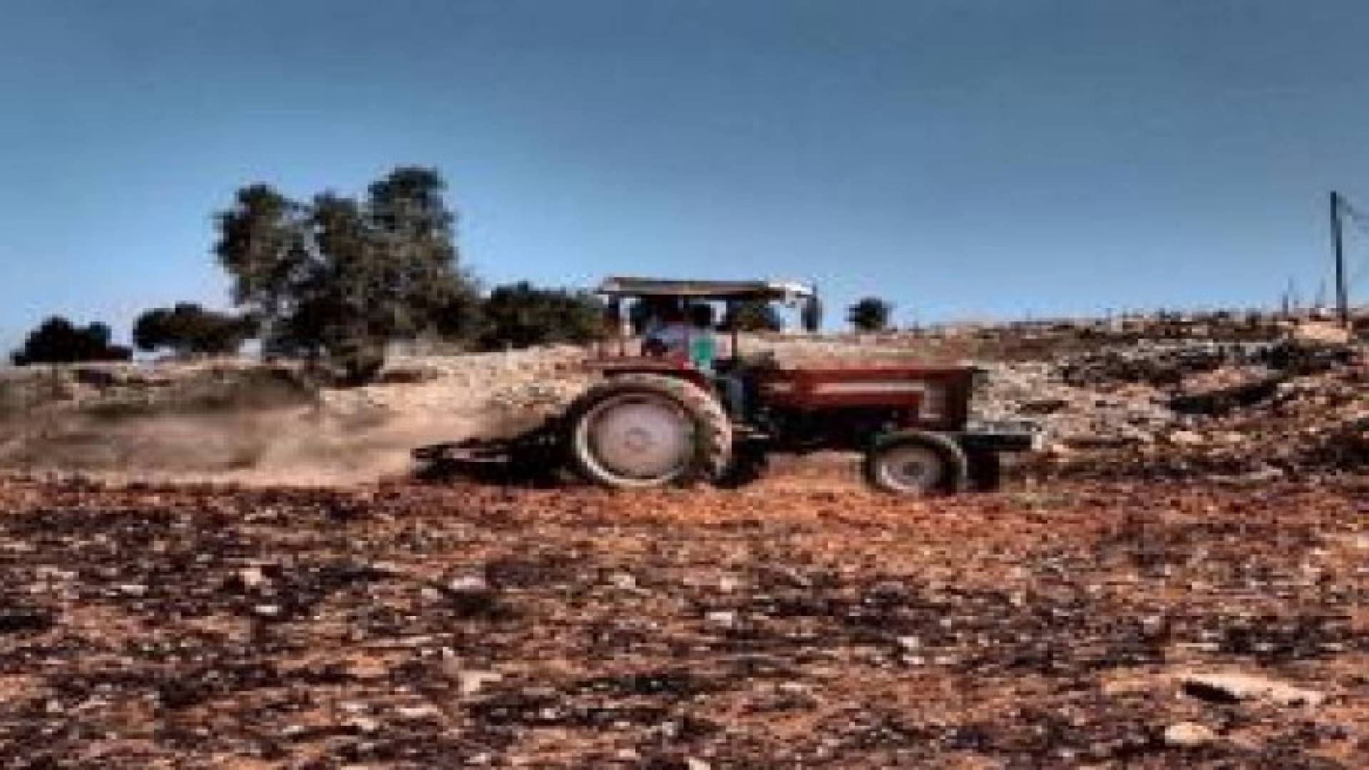 منظمة أردنية تزرع الأمل في أرض الشهيد.. صور