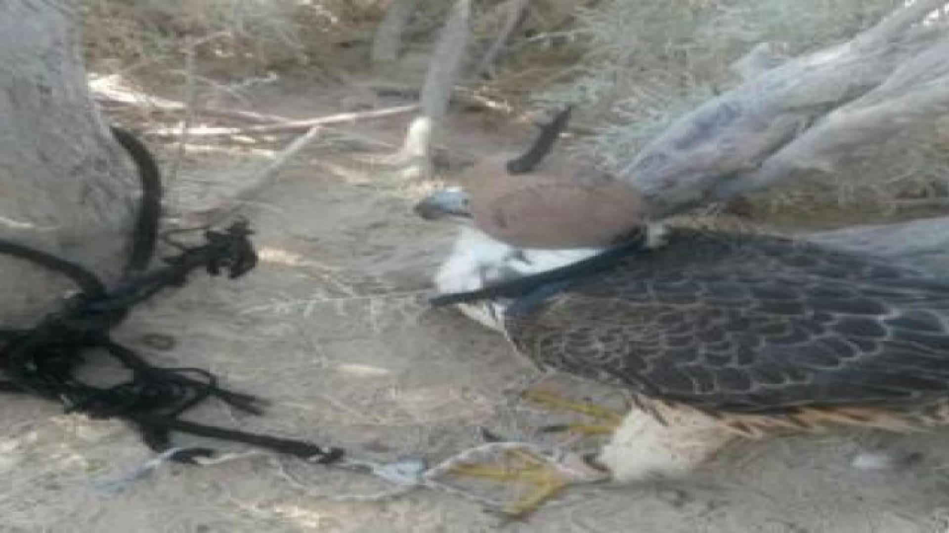 ضبط صيادي طيور مخالفين بالازرق ومصادرة صقر بغور المزرعة