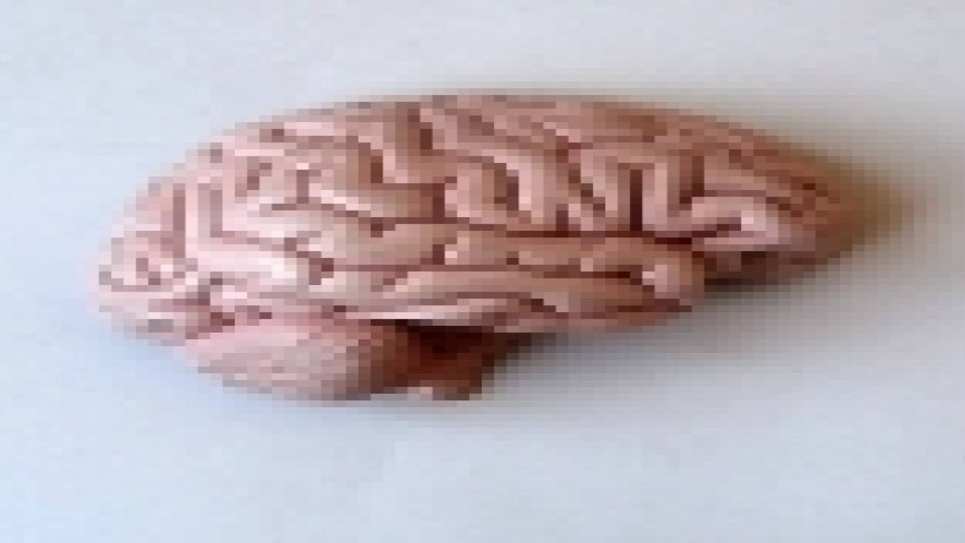 تخليق دماغ بشري بحجم ممحاة رصاص