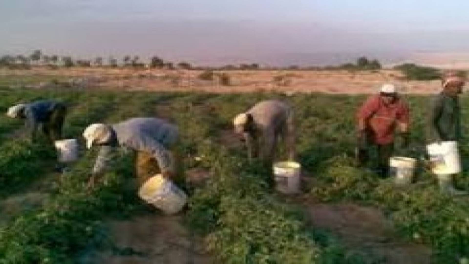 تخفيض أسعار الفوائد على قروض المزارعين بنسب 1 – 2%